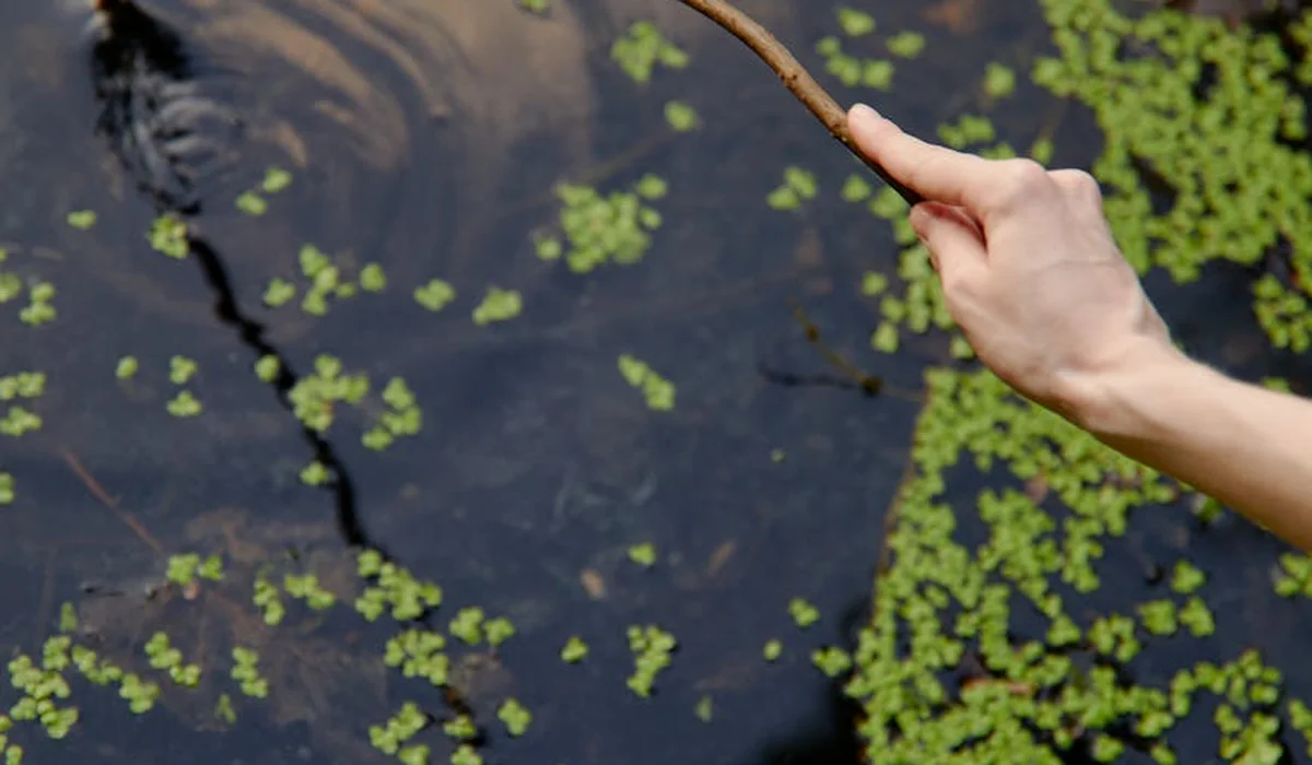 A hand holding a twig over a water surface in a planted tank, with scattered duckweed on the surface