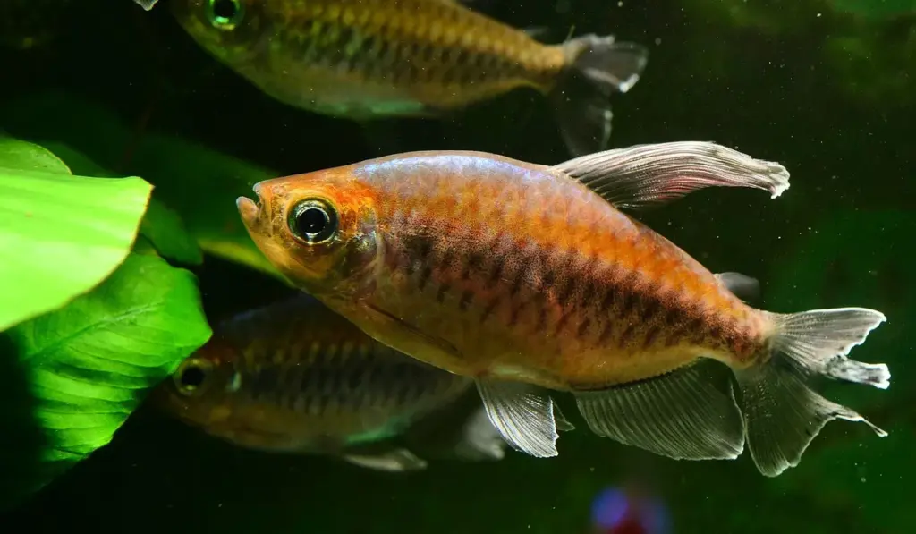 Stop Algae in Its Tracks: The Art of Nutrient Balance for Planted Tanks