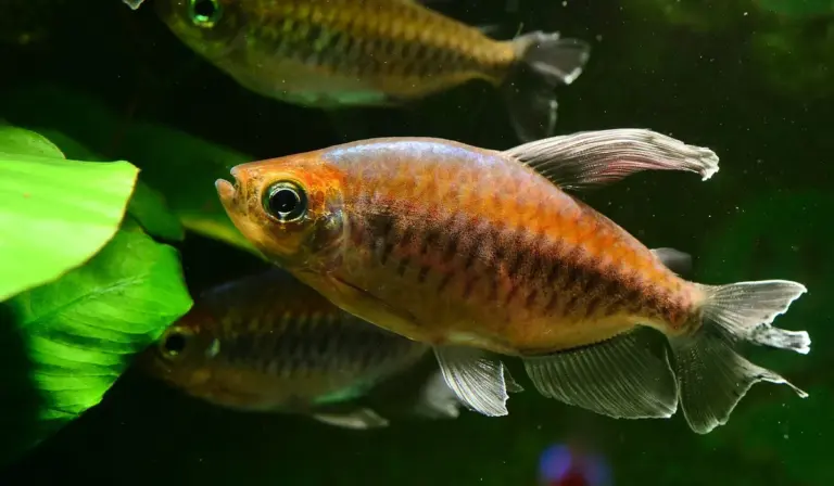 Two orange platy fish swimming among lush green aquatic plants in a planted aquarium.