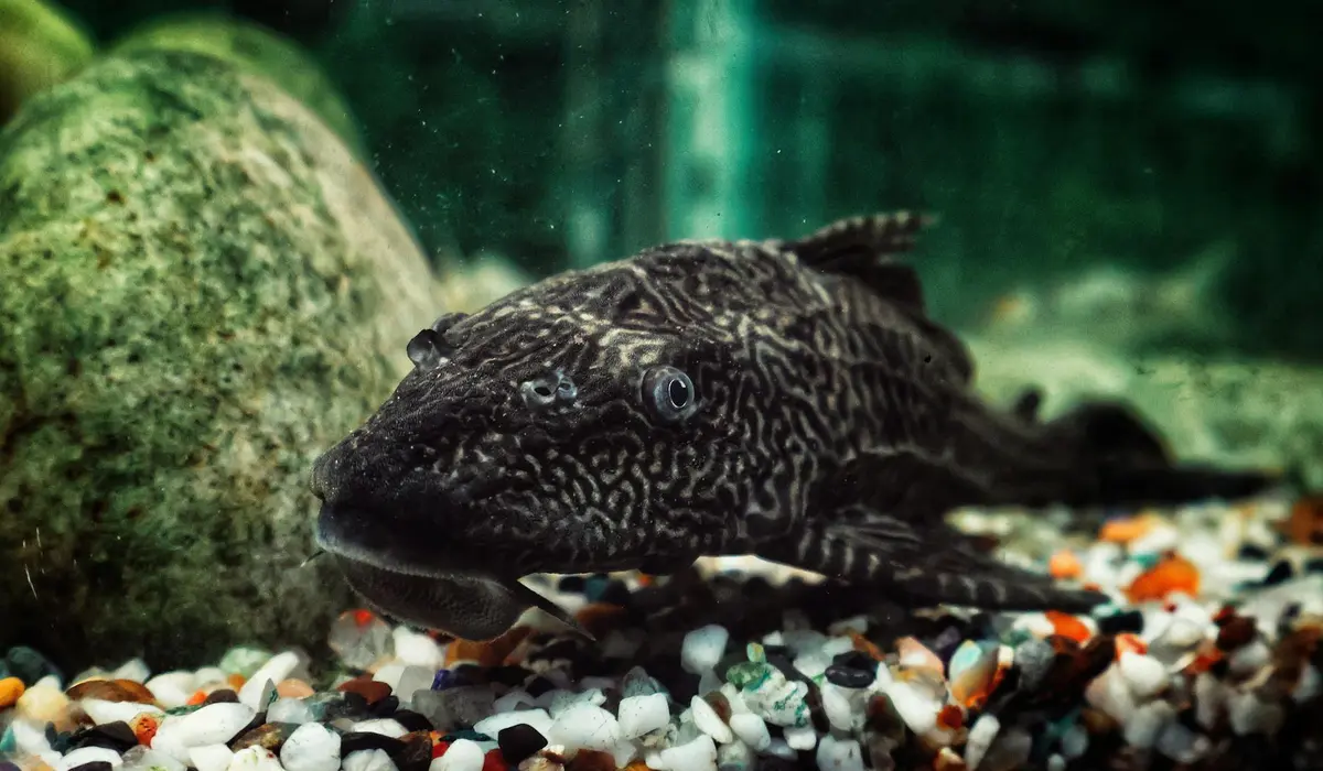Close-up of a dark patterned plecostomus (pleco) algae-eating fish resting on gravel inside a freshwater aquarium with rocks.