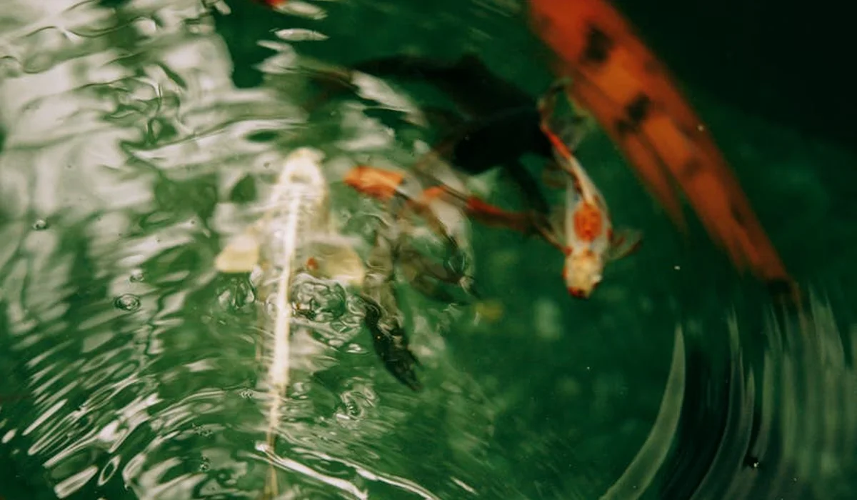 Koi and other pond fish swimming in a green, rippling pond.