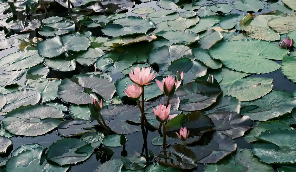 Pink water lilies and green lily pads on a pond.