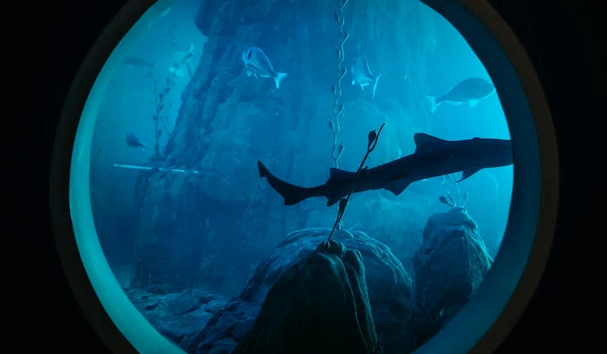 View through a circular porthole showing a dark silhouette of a large fish swimming over a rocky underwater scene.