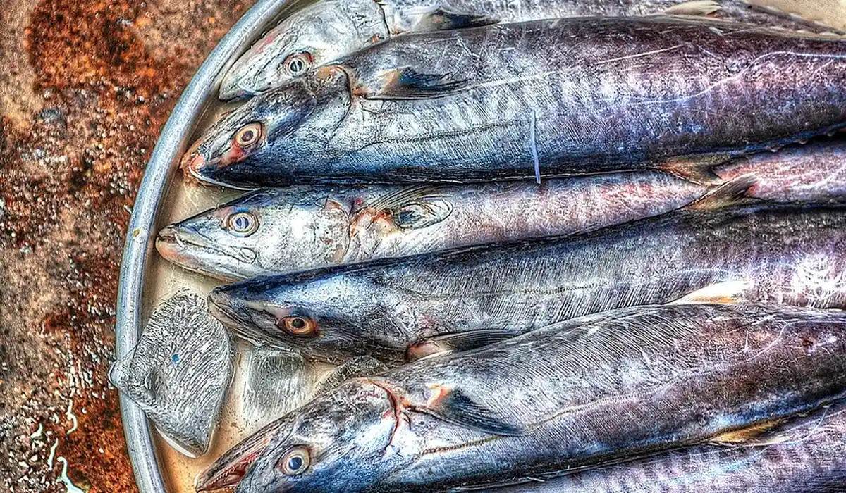 Several whole fish arranged on a metal tray.