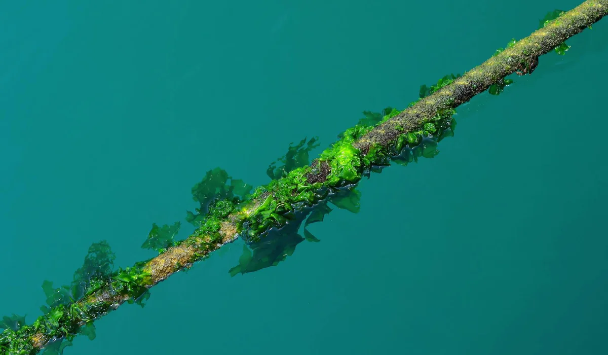 Underwater scene showing a line covered in green algae, illustrating potential algae buildup in an aquarium.