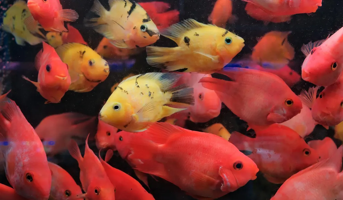 A congested aquarium filled with small, brightly colored fish—predominantly red and yellow—showing a peaceful schooling display in a community tank.