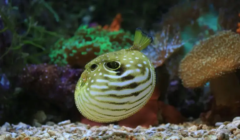 Yellow and white striped pufferfish in a reef-style aquarium with corals and gravel