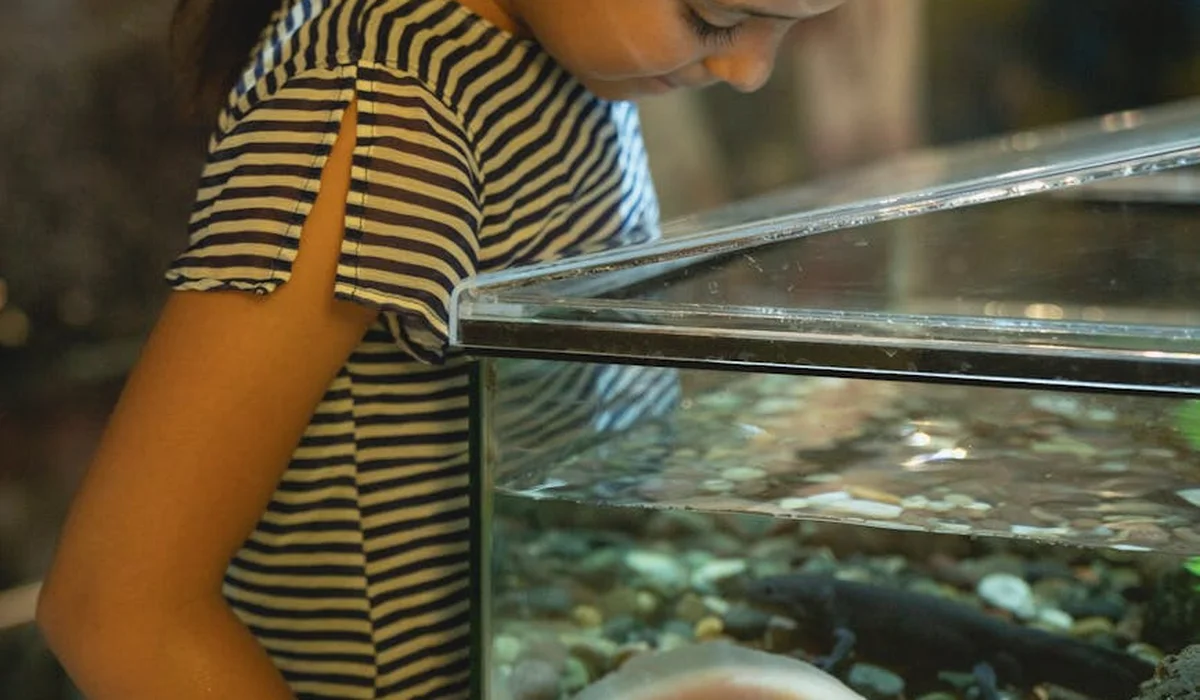 A person in a striped shirt leans over the edge of a glass aquarium, looking inside at the water.