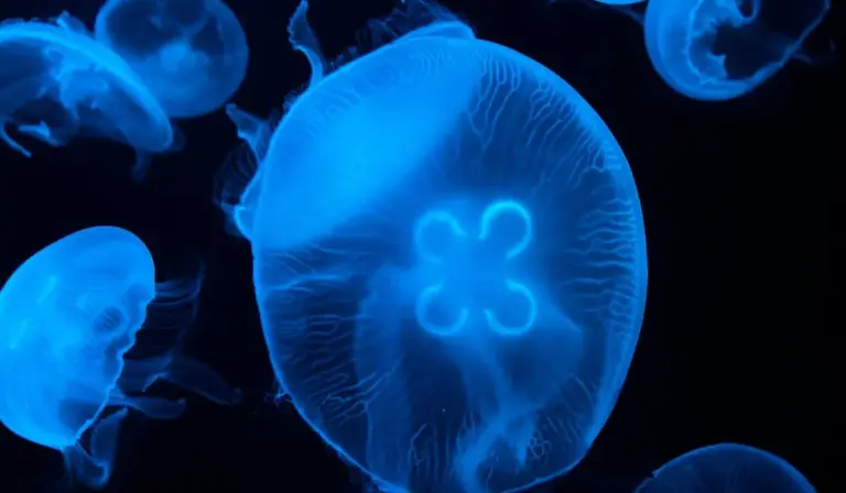 Blue jellyfish floating in dark blue water