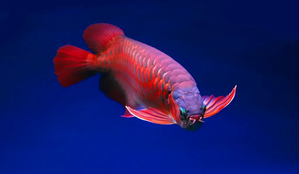Healing Fin Rot: Your Step-by-Step Guide to Restoring Fish Health