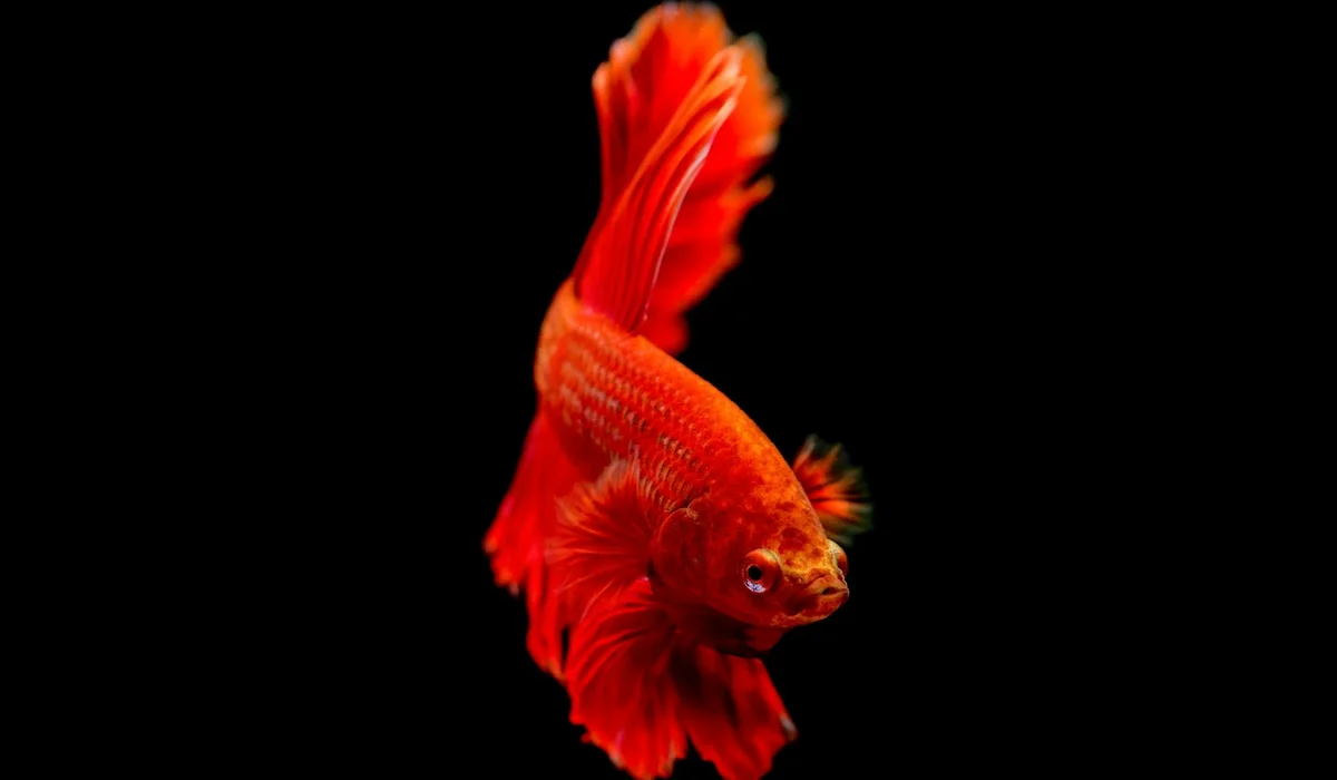 Red Betta fish swimming against a black background with flowing fins