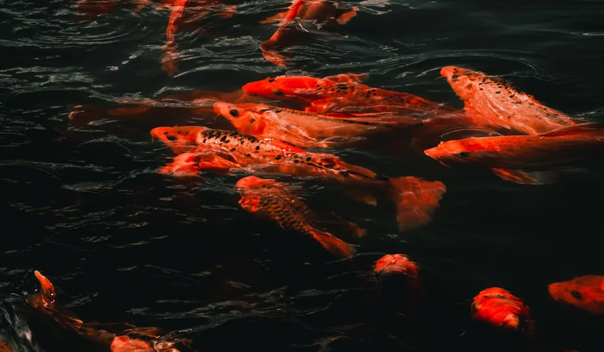 Group of red koi fish swimming in dark water.