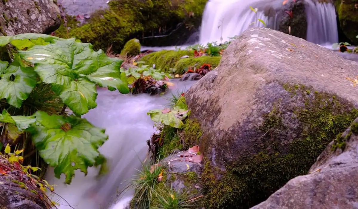 Emergent plants growing on rocks beside a small cascading waterfall in a lush riparium