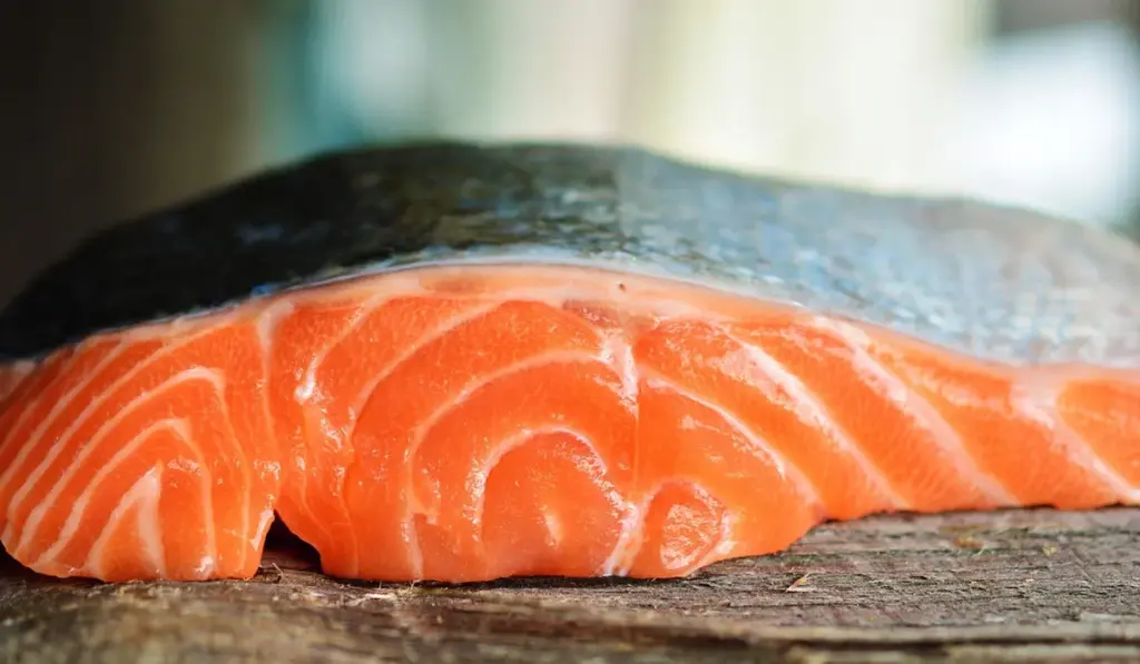 How Often to Feed Aquarium Fish: Your Straightforward Guide to a Balanced Tank