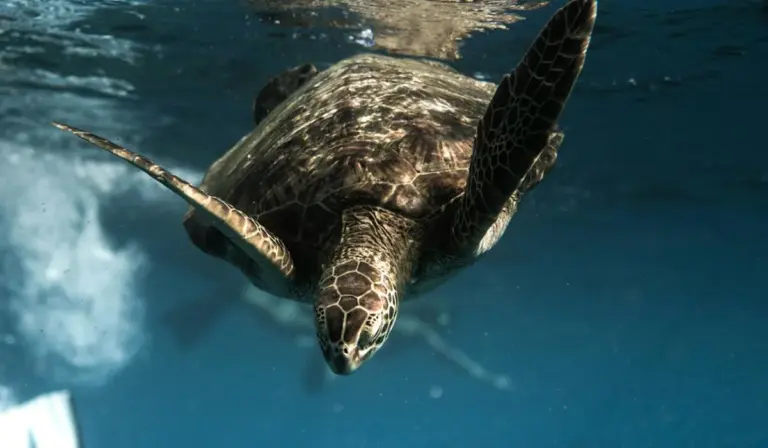 Sea turtle swimming underwater in clear blue water.