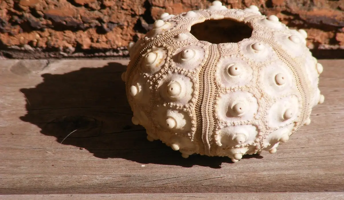 Beige sea urchin shell on a wooden surface with a brick wall in the background.