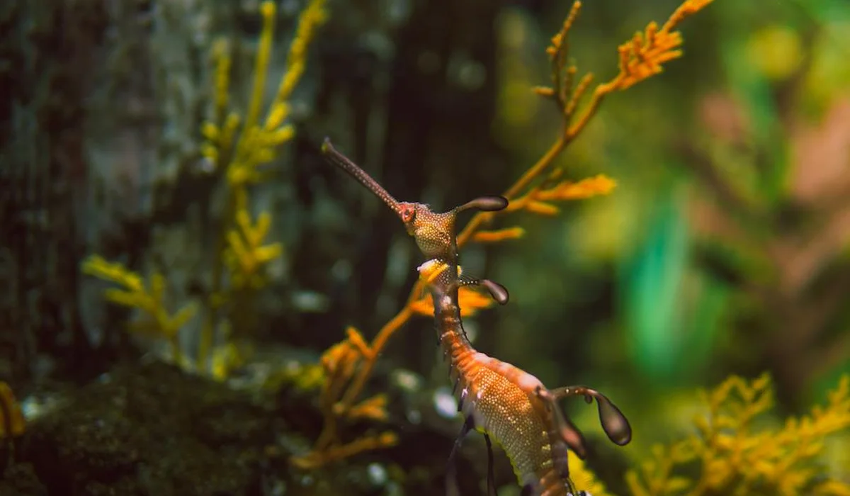 Close-up of a seahorse among aquatic plants in an aquarium, highlighting plant health challenges in home tanks.