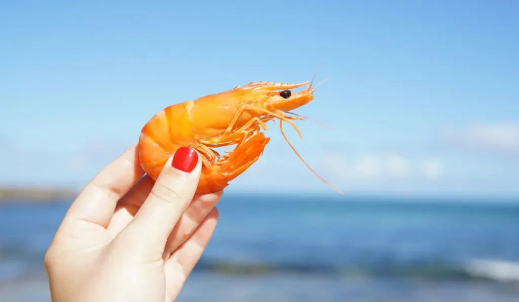 Protein Skimmer Secrets: The Truth About Clean Water and Happy Fish