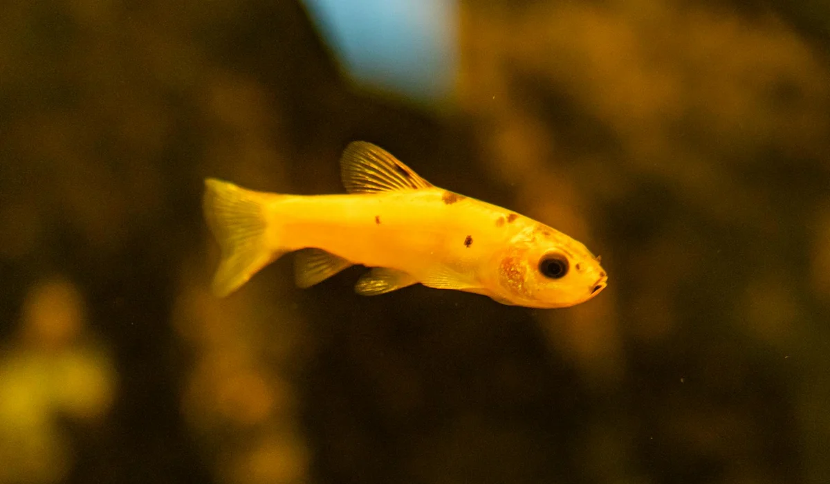 A small golden fish swimming in a dimly lit aquarium.