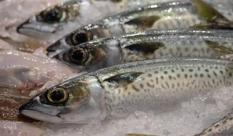 Close-up of small silvery fish lying on a bed of crushed ice.