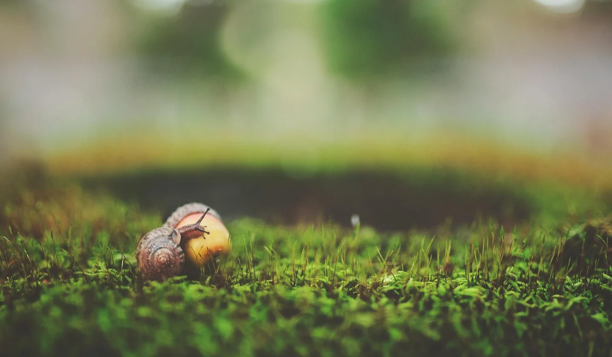 Close-up of a small snail on vibrant green aquarium moss
