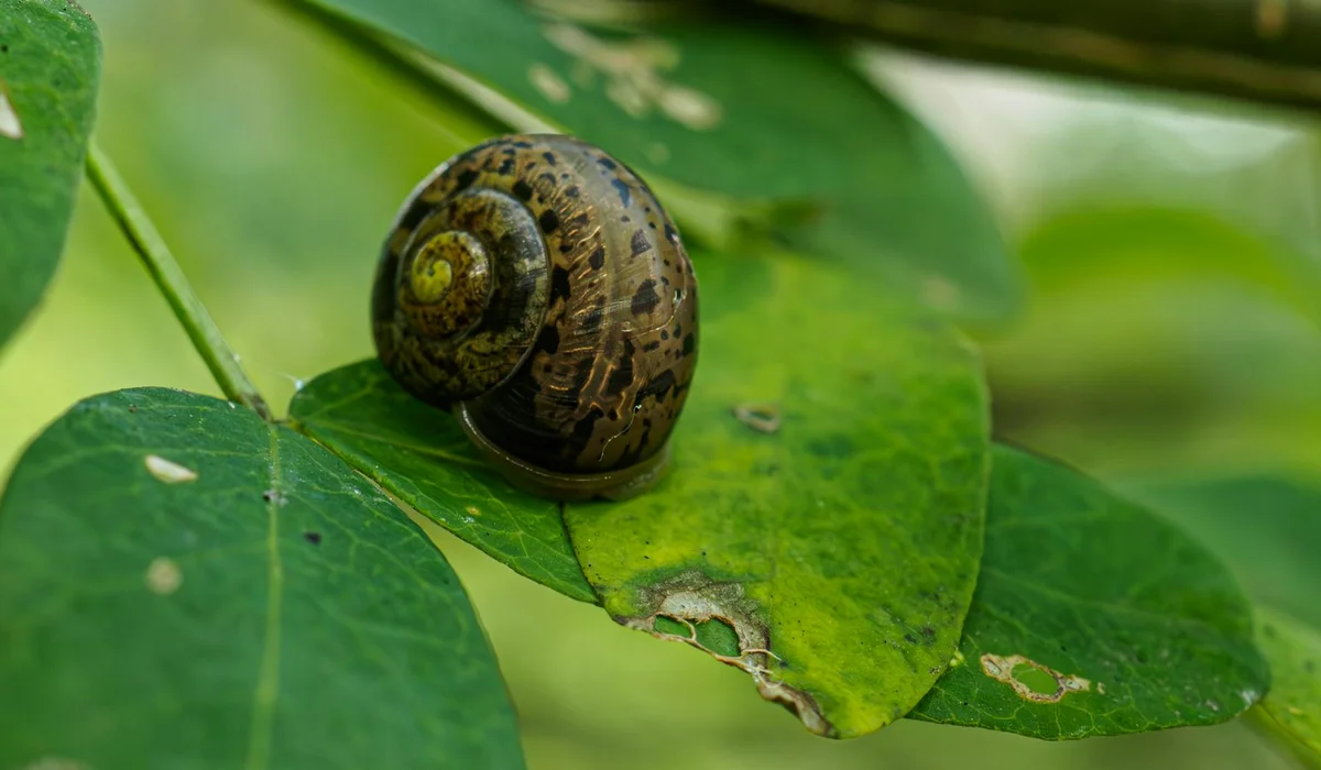 Brown snail on a green leaf