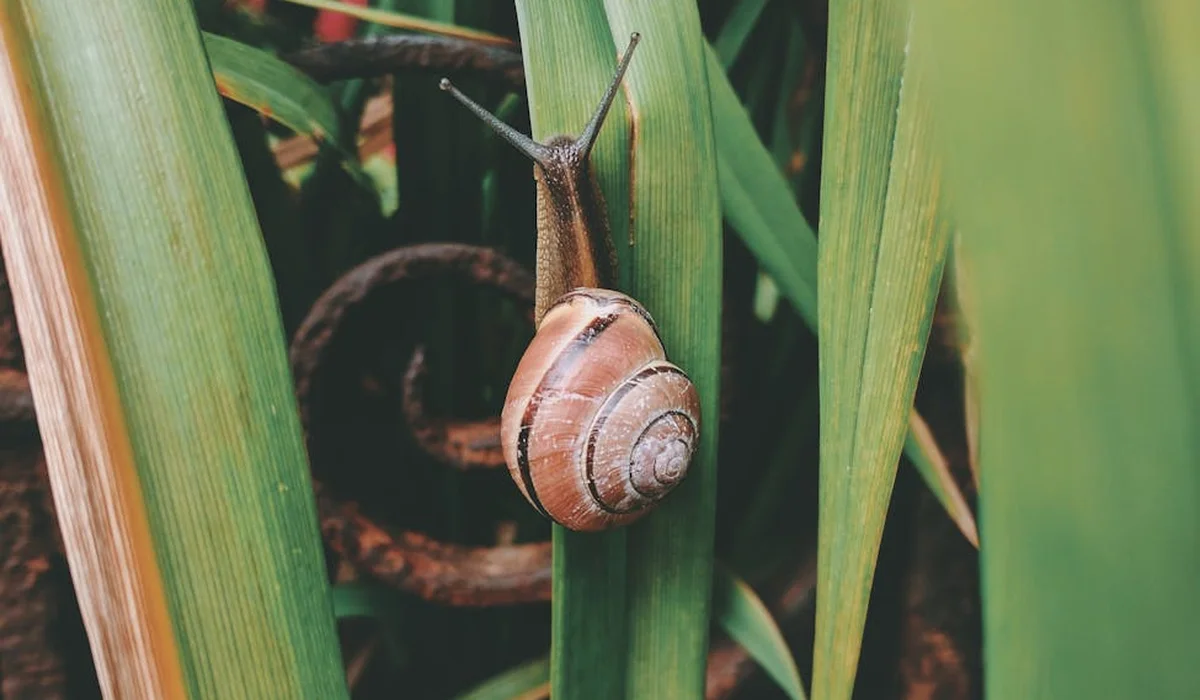 Close-up of a garden snail clinging to a green leaf, showcasing its coiled shell and textured surface that relate to enrichment and shell health.