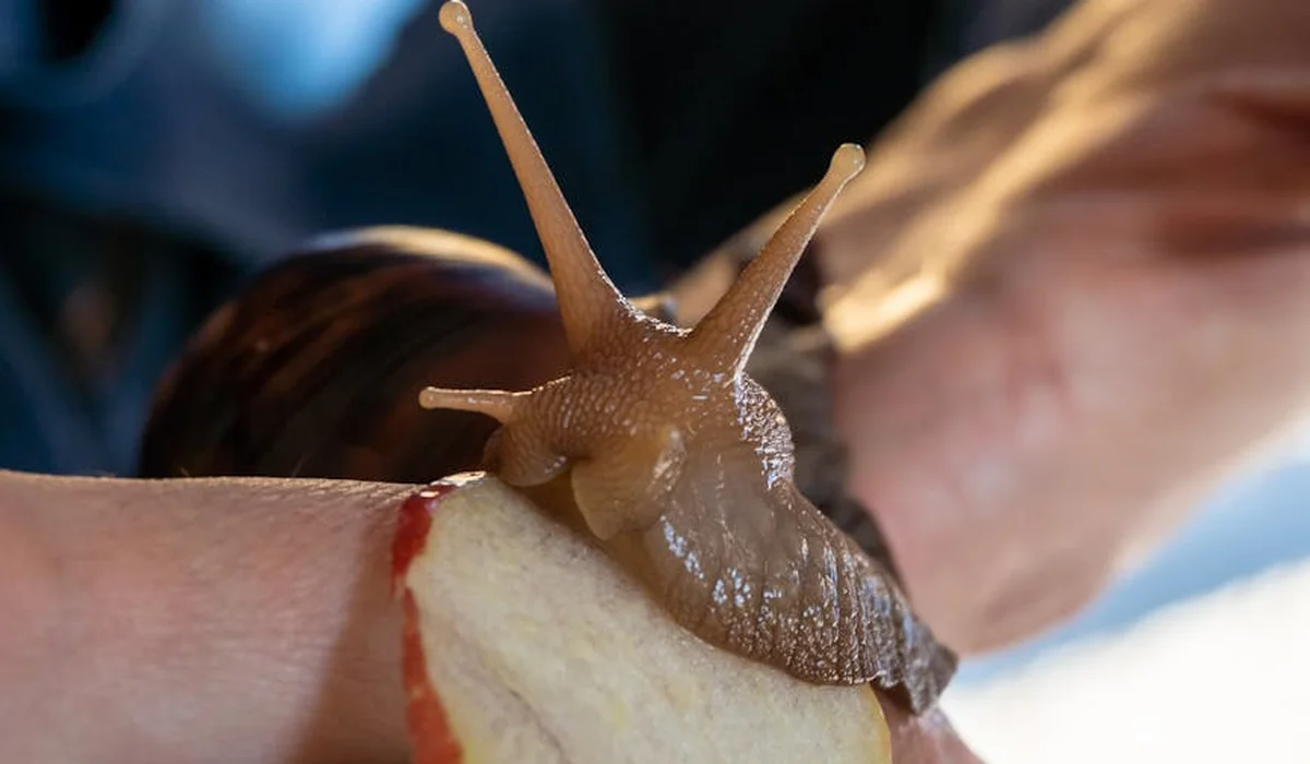 Close-up of a brown garden snail on a pale finger with a slice of bread nearby