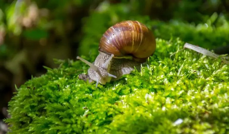 Close-up of a brown snail crawling on vibrant green aquarium moss.