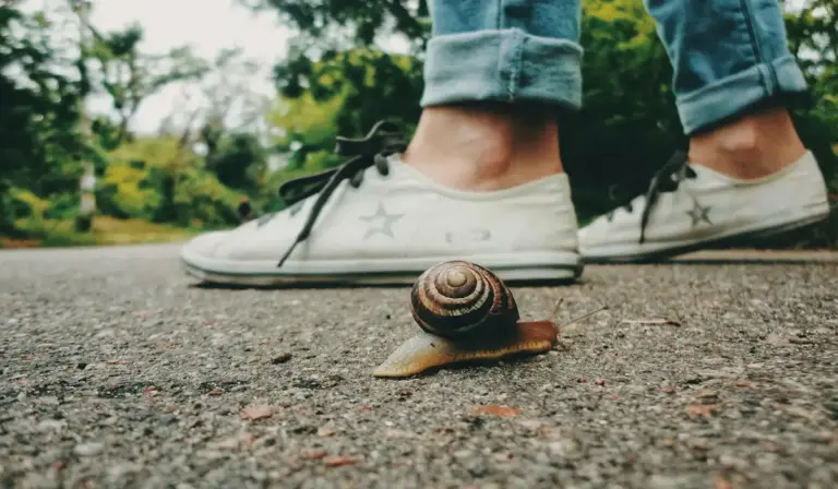 Close-up of a small snail on pavement with a pair of white sneakers in the background.
