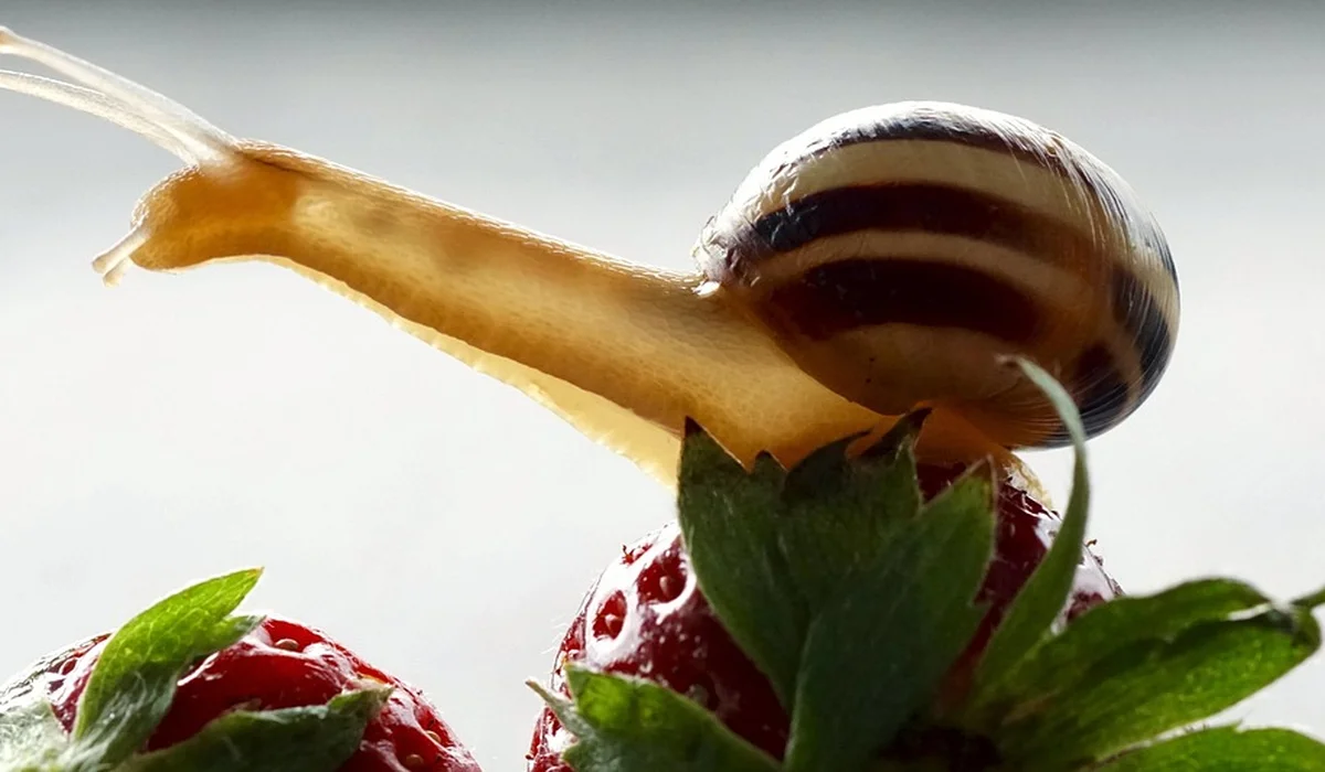 Close-up of a striped land snail perched on a ripe strawberry with green leaves.
