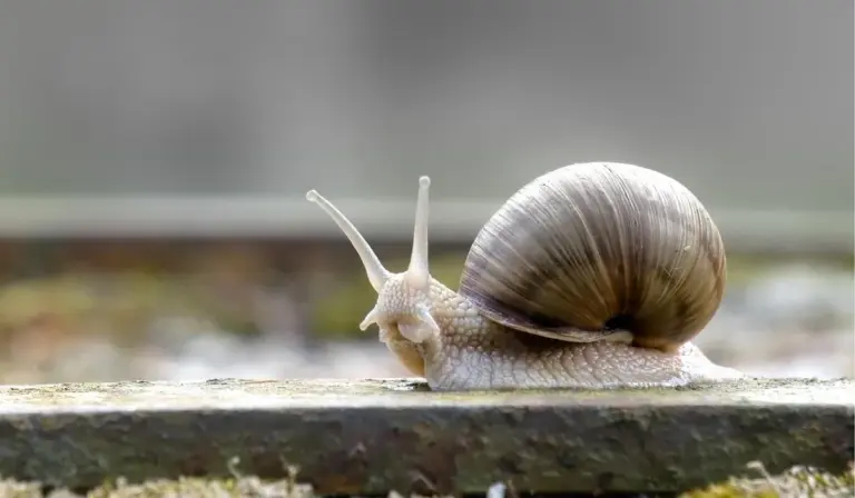Close-up of a brown snail with a spiraled shell on a damp, weathered wooden plank