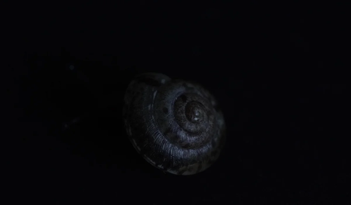 Dimly lit image of a small snail shell on a dark aquarium background