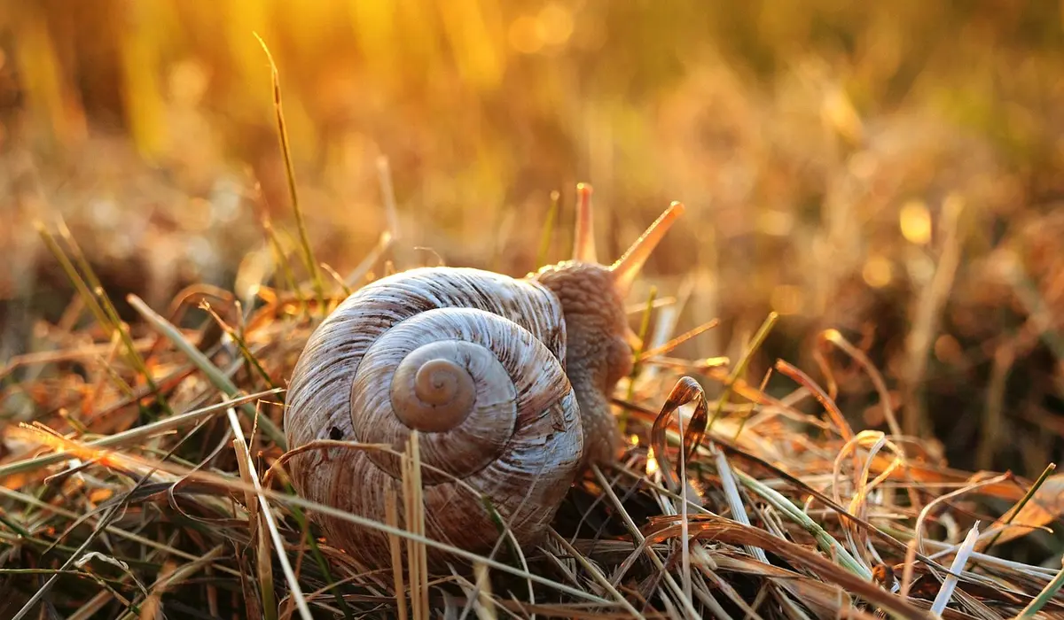 Close-up of a snail on dry grass and pine needles, bathed in warm sunset light