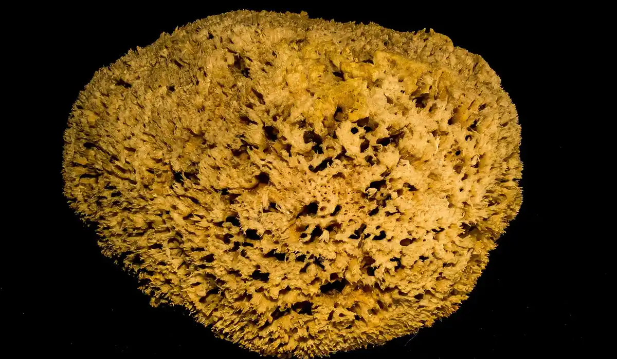 Close-up of a porous yellow sponge filter media used in planted aquarium filtration