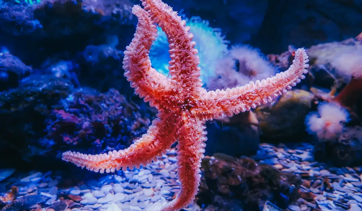 Orange starfish in a blue-lit home aquarium with rocks and gravel