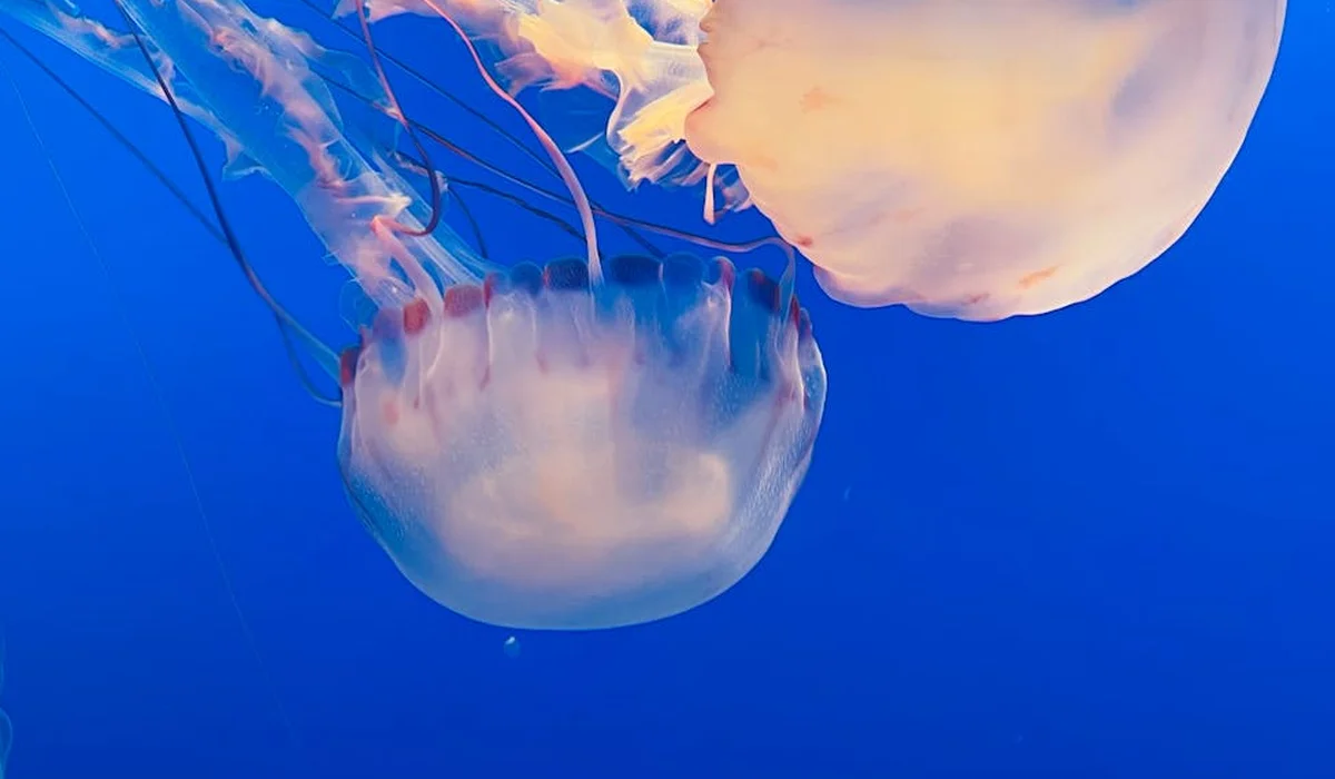 Jellyfish gracefully swimming in a clear blue aquarium, demonstrating a calm breeding tank environment