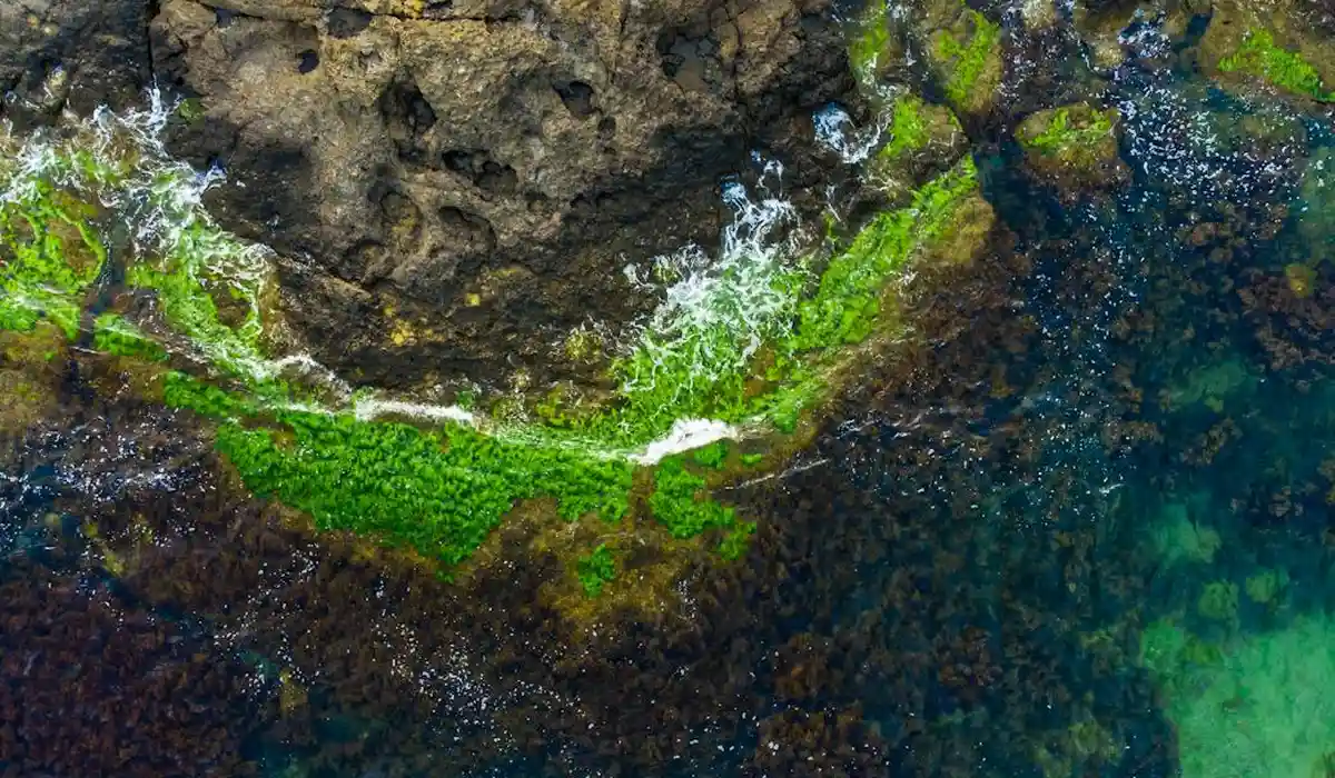 Aquarium rocks and decorations covered in green algae with blue water visible nearby.