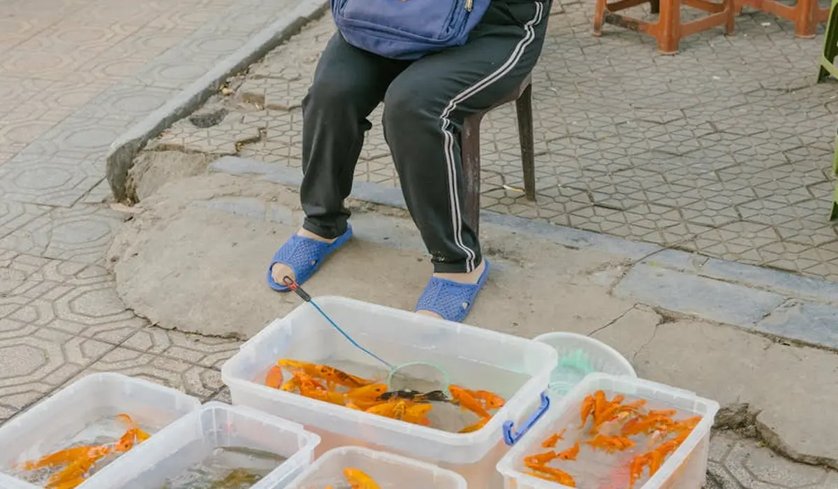 Person seated beside plastic tubs filled with orange fish in a street setting, showing fish kept in temporary containers.