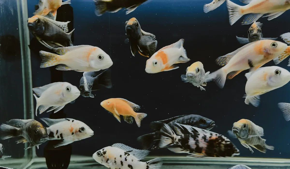 Group of tropical fish swimming in a glass aquarium