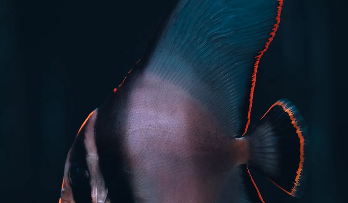 Close-up view of a dark tropical fish with orange-edged fins in a deep blue aquarium