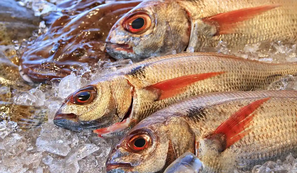 Close-up of several tropical fish with red fins lying on crushed ice