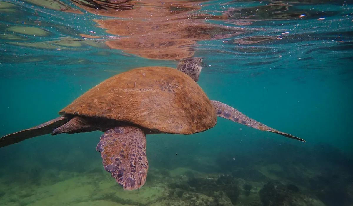 Sea turtle swimming underwater in clear blue water.