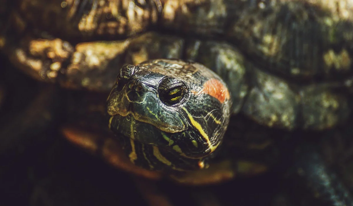 Close-up of a turtle's head with mottled green skin and orange markings, peeking from a dark aquarium backdrop.