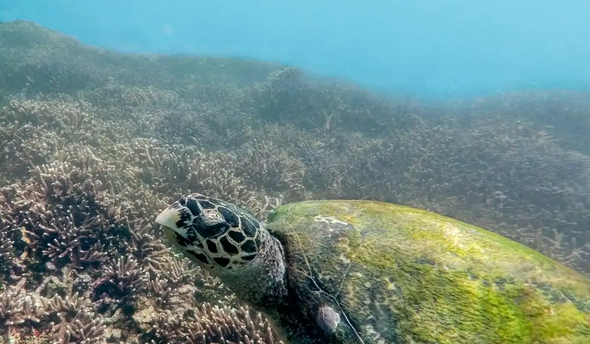 Sea turtle swimming underwater among seagrass
