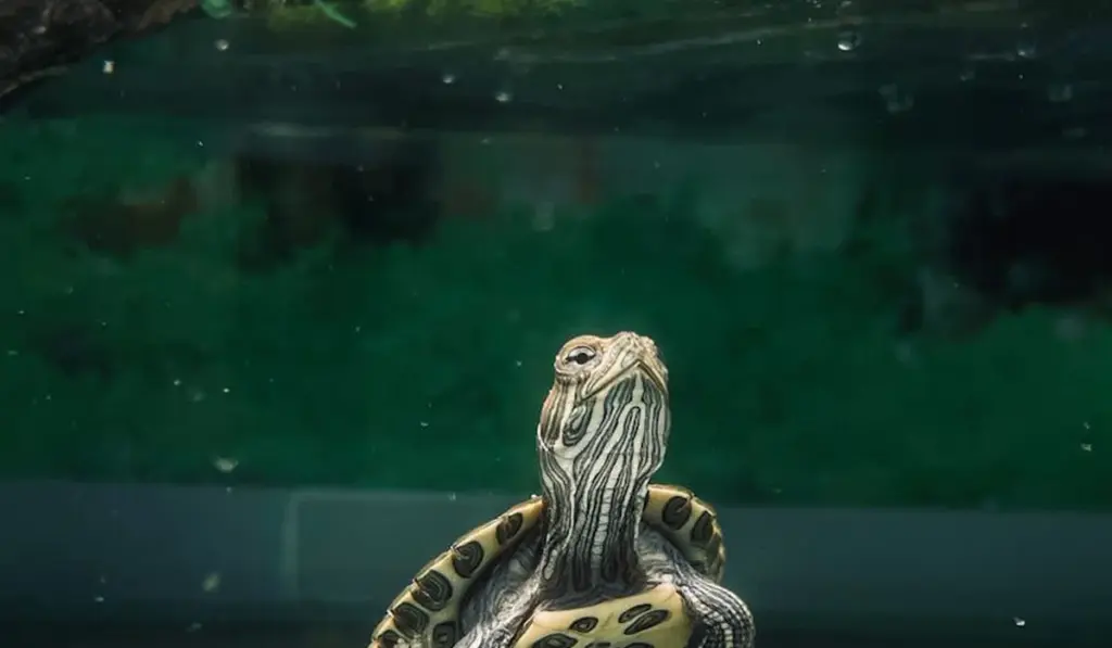Your Guide to Beating Green Hair Algae in a Planted Aquarium for Good