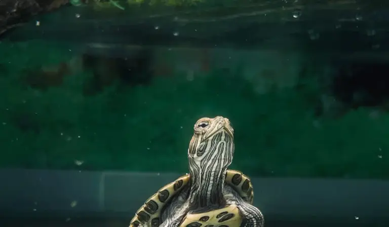 Small aquatic turtle in a glass aquarium with a green background