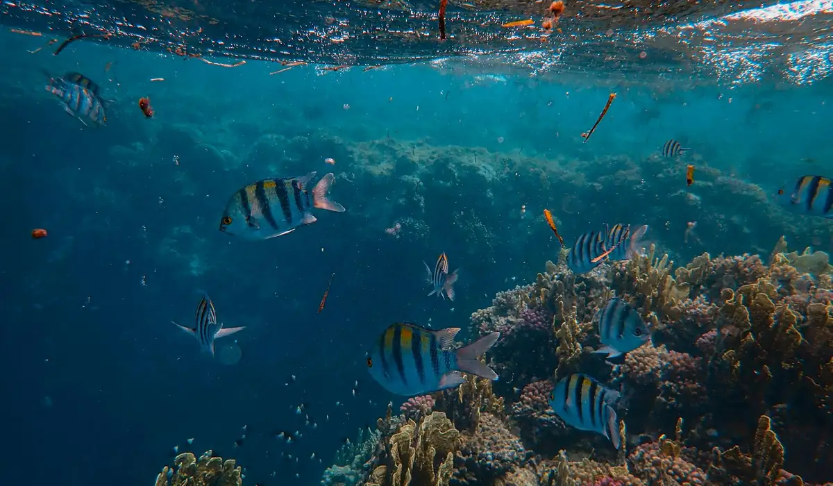 Colorful tropical reef fish swim around a coral reef in clear blue water.