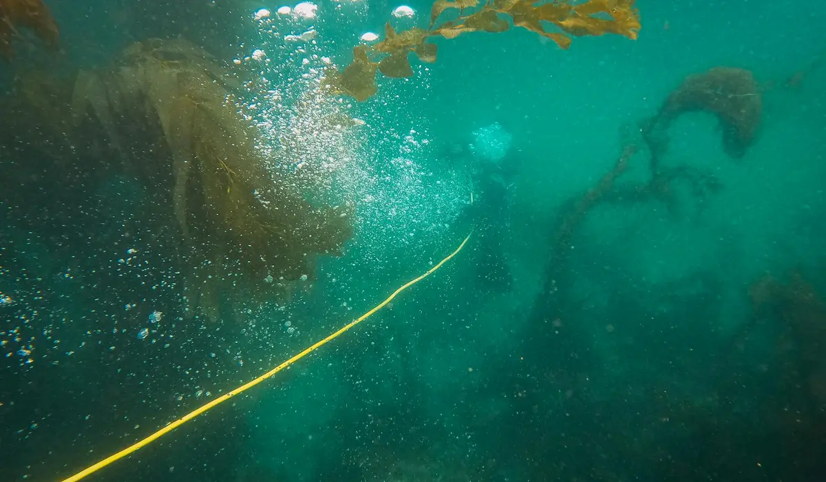 Underwater aquarium scene with greenish water, bubbles rising, and a yellow line across the frame.
