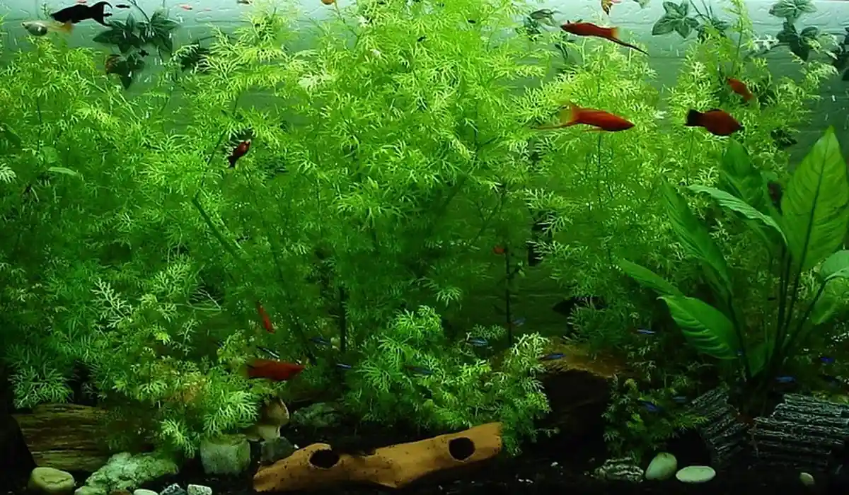 Dense Walstad-style planted aquarium with lush green aquatic plants and small colorful fish navigating among the plants.